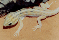 Wonder Gecko