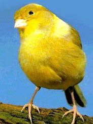 Yellow Canary