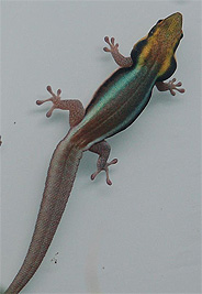 Yellow Headed Gecko