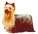 Yorkie