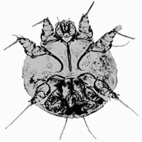Magnified Ear Mite