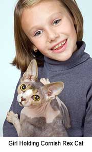 The Cornish Rex has a non-shedding coat