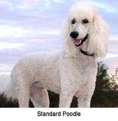 Some breeds, such as the poodle, are non-shedding