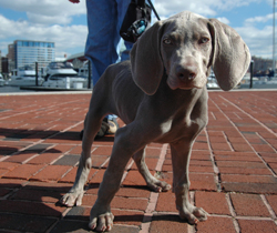 Know the rules of pet etiquette