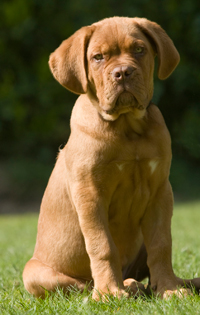nuisance pets in the neighborhood