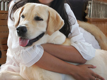 Rosie, Court Dog