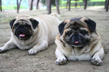 Overweight Dogs